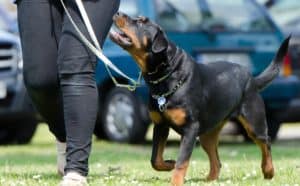 Dog School 672716 1920 1