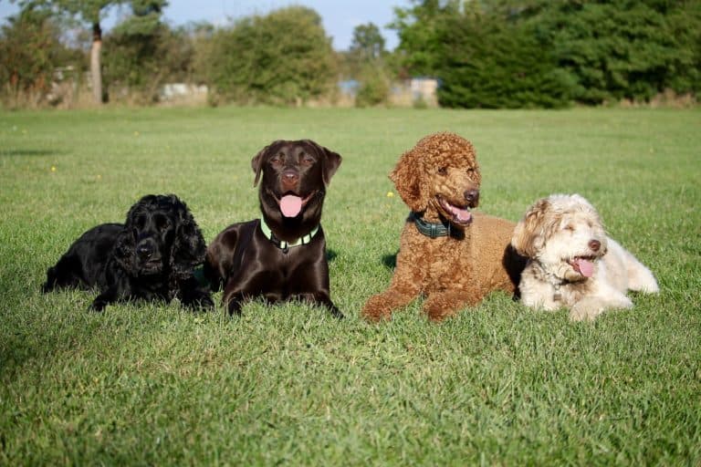 Consequence; the “evil word” of Canine Accountability