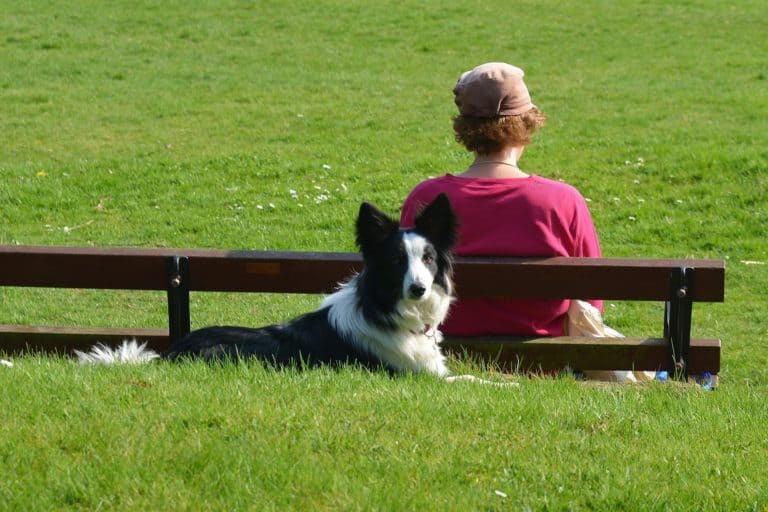 Training Your Dog Without Treats