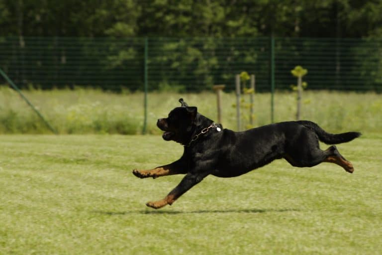 Being off leash is NOT breed specific