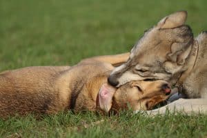 Dogs 1231008 1920