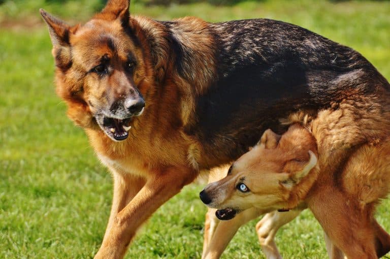 Pack socialization technique