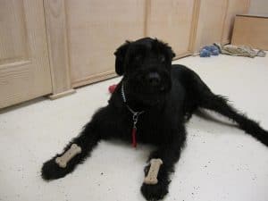 Woofie
