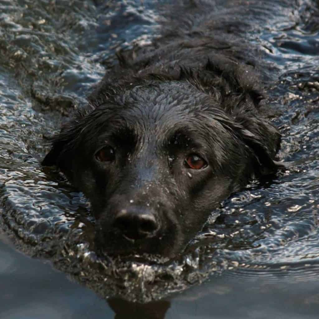 Dog 2126708 1920