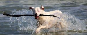 Dog 937193 1920