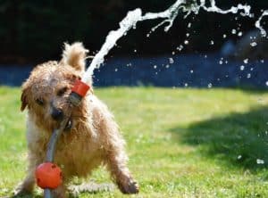 Dog 1310545 1920