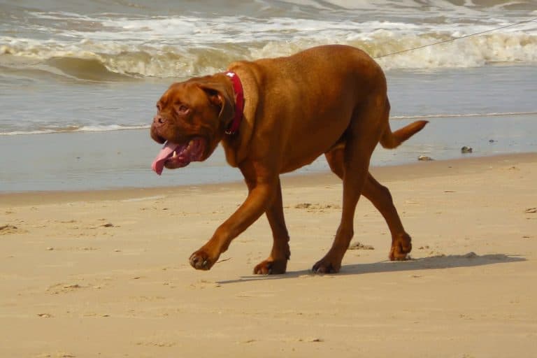 How to Prevent Heatstroke (Hyperthermia) in Dogs