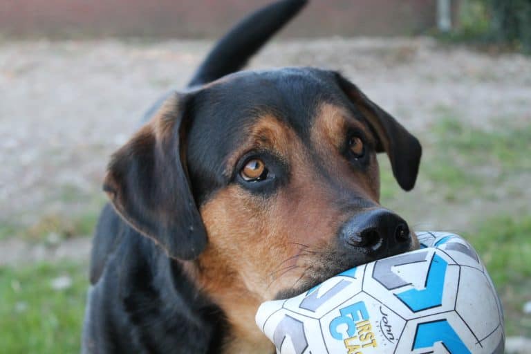 In Dogs we Trust