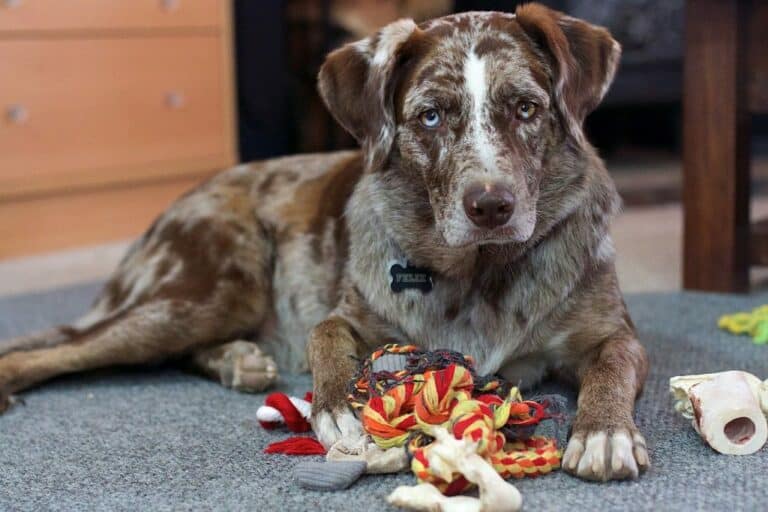 How to Choose Safe Dog Toys