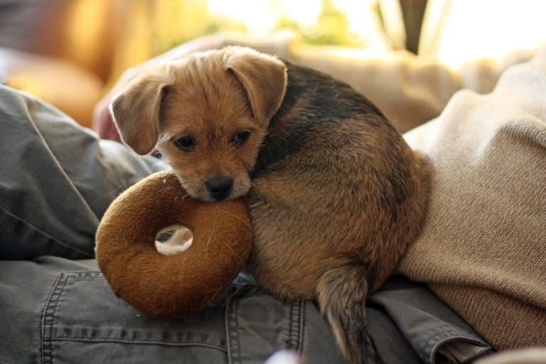 5 rules to follow with your new puppy