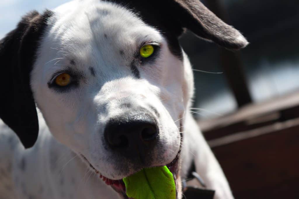 Dog 851795 1920