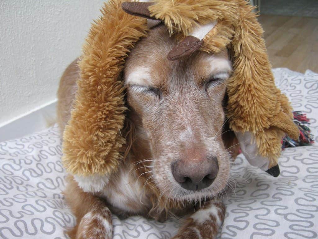 Dog 879748 1280