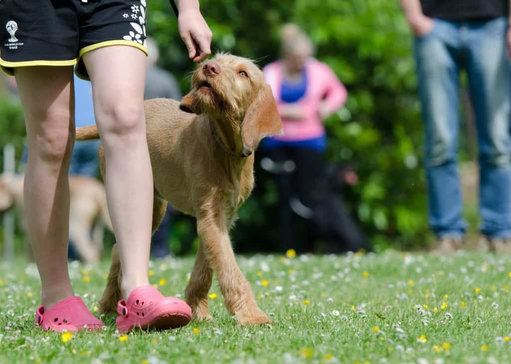 Dog School 672717 1280
