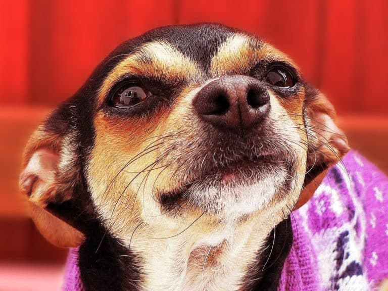 Why No Dog Should be an Obedience School Drop Out