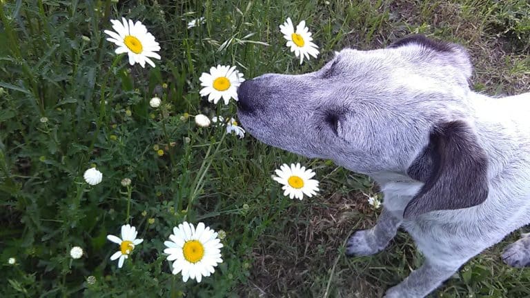 6 Steps to Spring Clean your Dog