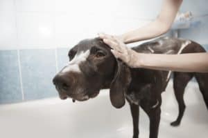 Dog 1178365 1920