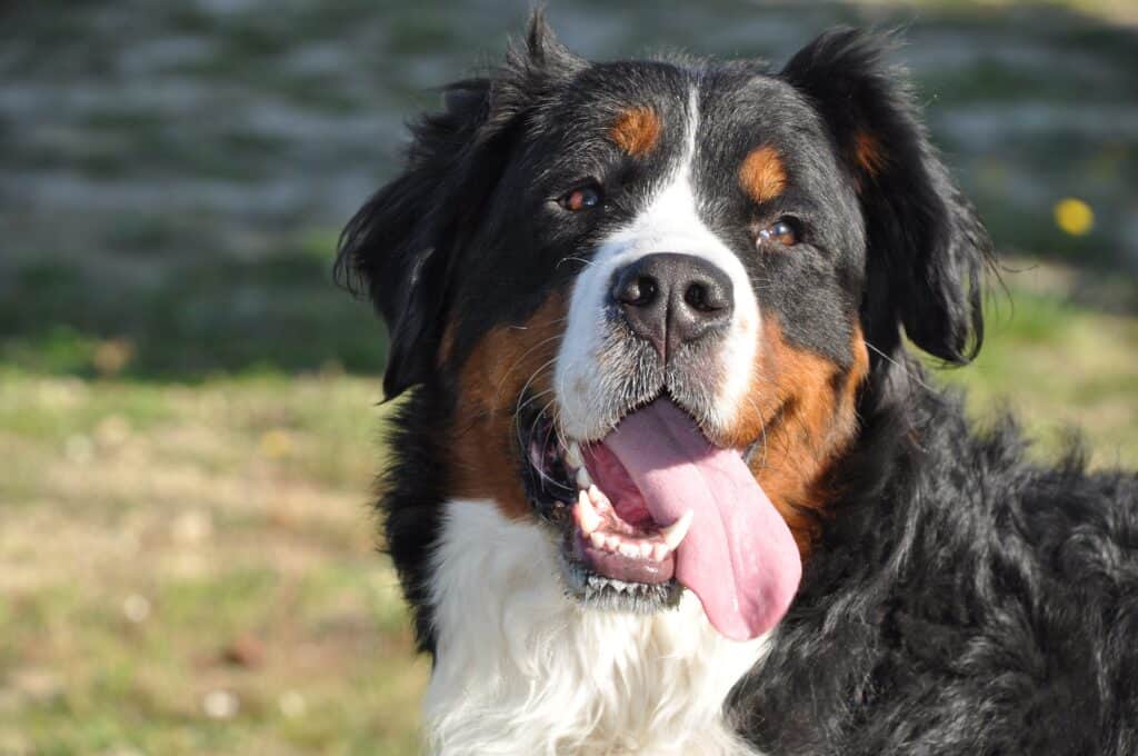 Bernese Mountain Dog 1205918 1920