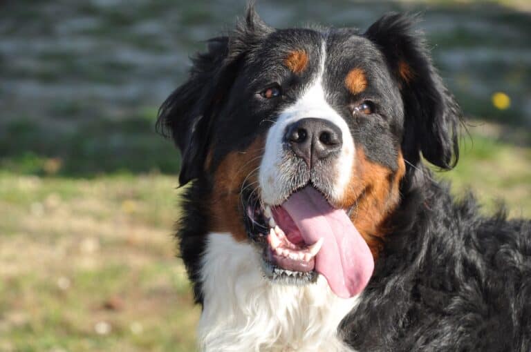 What To Do If Your Dog Looks Sad