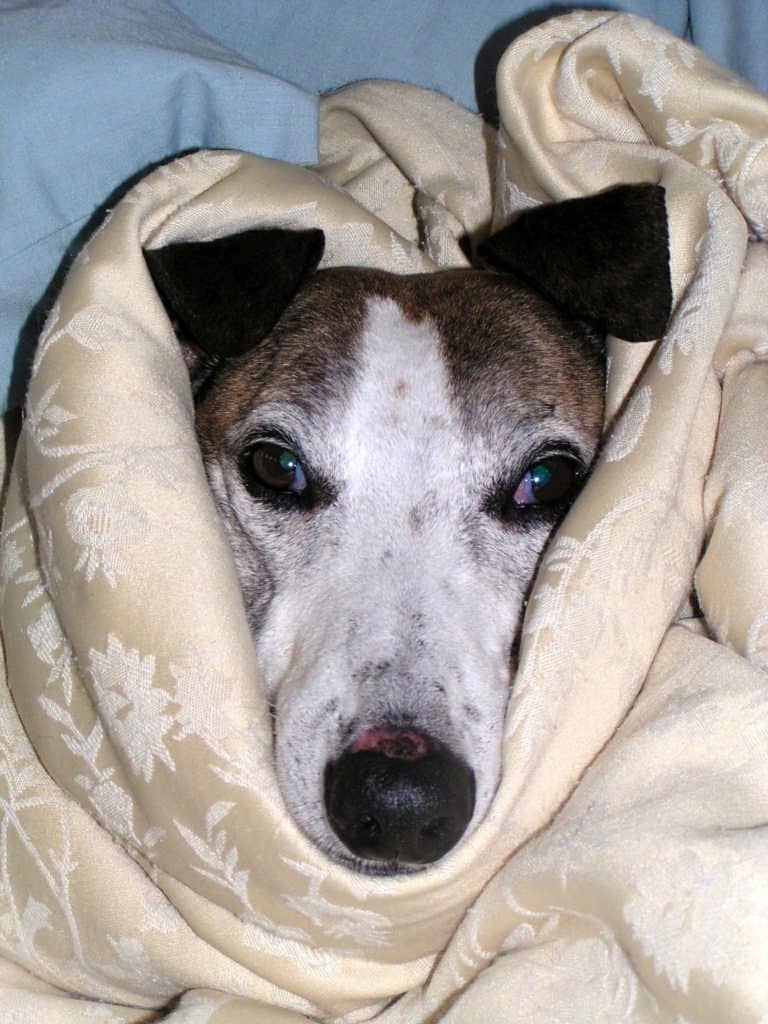 Sick as a Dog: A new strain of flu has spread to man’s best friend
