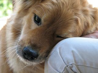 dog hug Dog Hug1