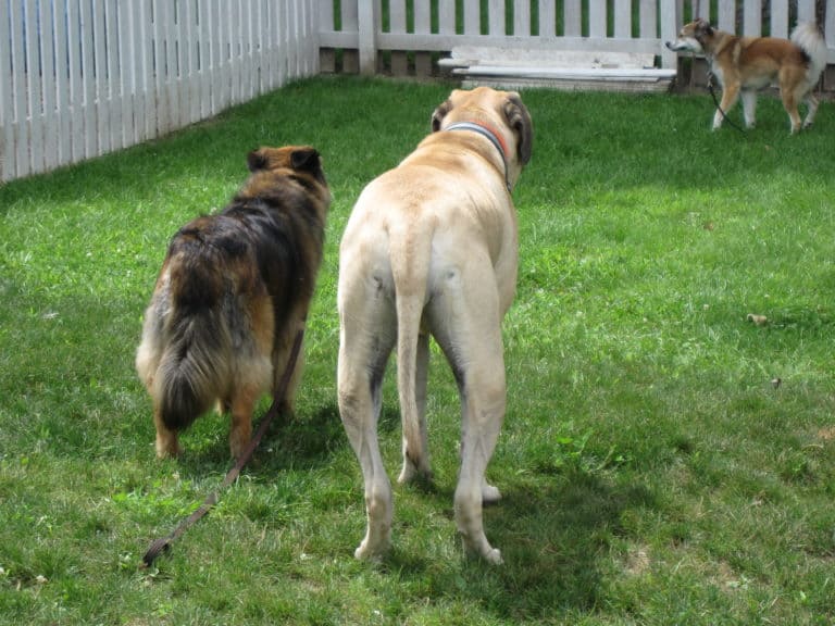Trotters or Pacers? What Gait Can You Tell About Your Dog