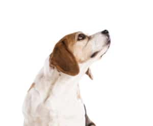 Graphicstock Dog Is Posing In Studio Isolated On White Background Bcbix0Cw