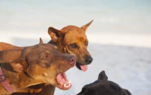 Graphicstock Two Brown Dogs Playing On The Sandy Beach Sczfas2Ww