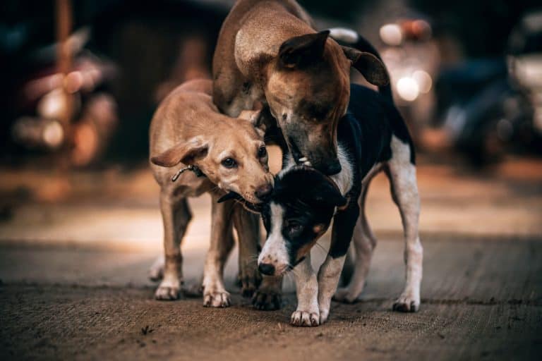 Dog Diversity…they’re smarter than you think