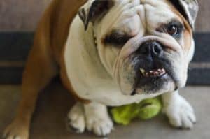 Bulldog 1768006 1920