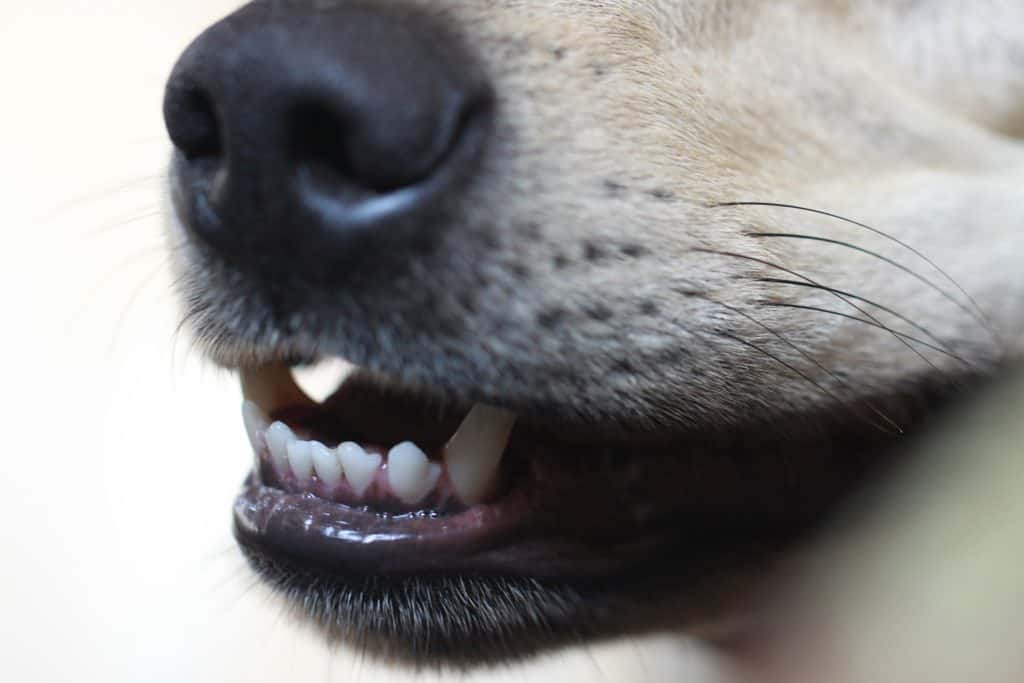 Dog 2582128 1920