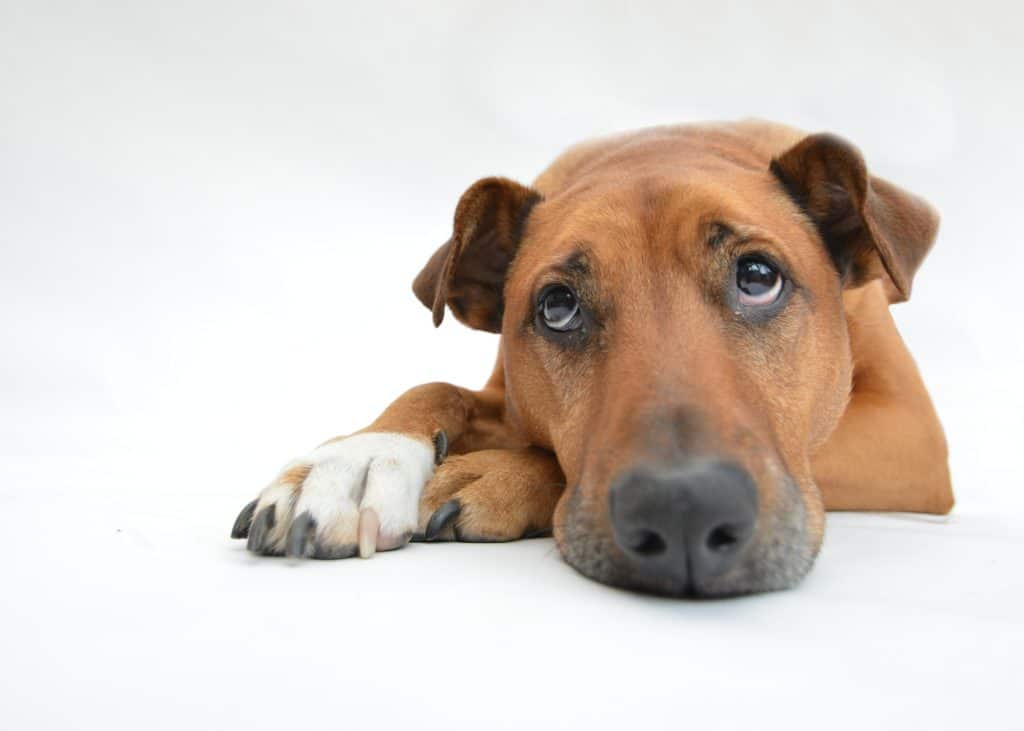 Dogs 2195708 1920