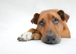 Dogs 2195708 1920