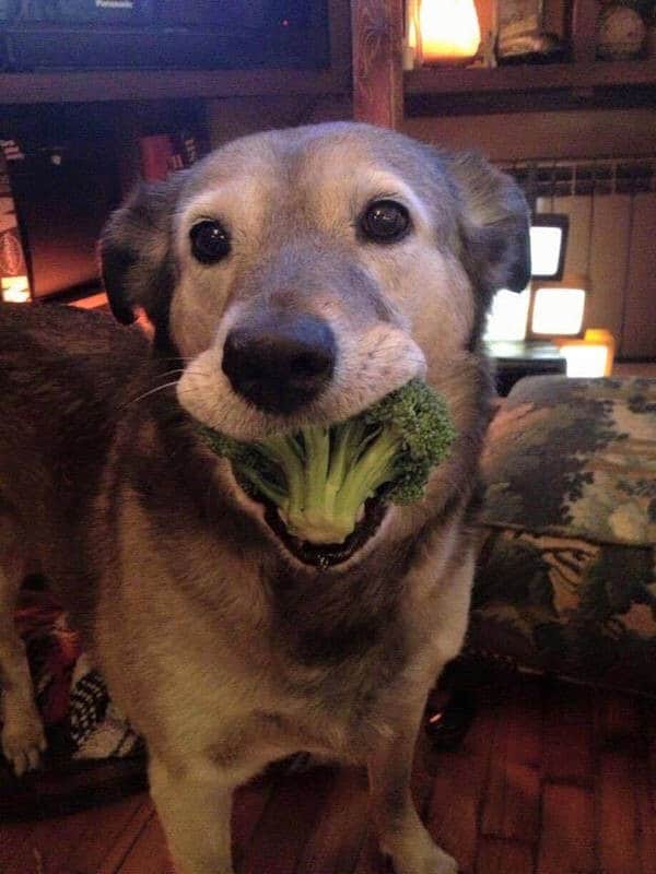 Broccoli Dog