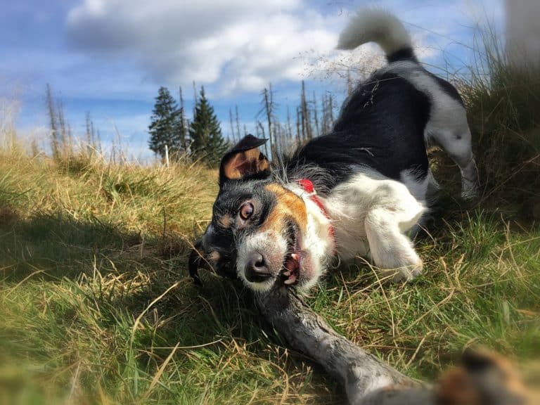 Understanding the Secret Language of Dogs: happy or playful dogs