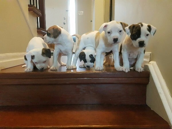 A puppy as a holiday gift?