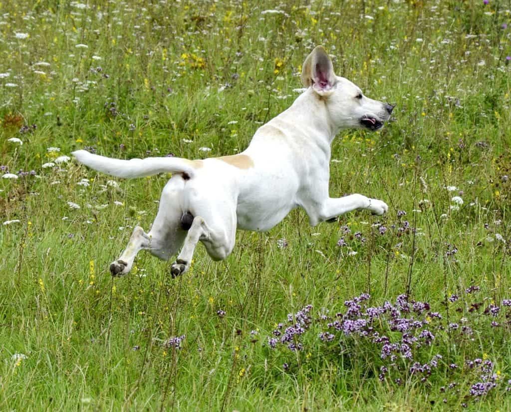 Dog 1294754 1280
