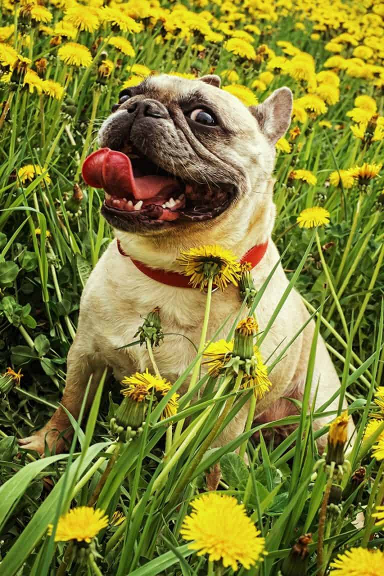 Dogs and Gardens