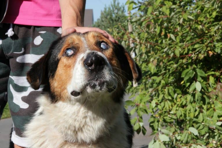 Is your dog blind?  You can still teach him obedience.