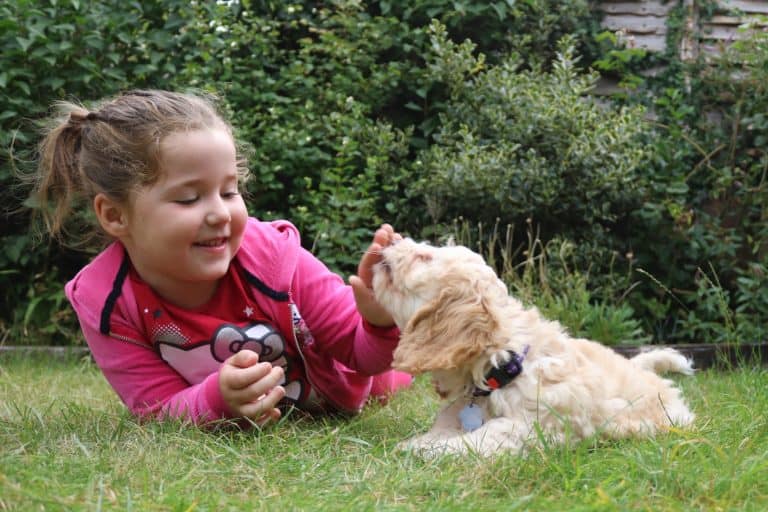 Dogs and kids–ways to be safe