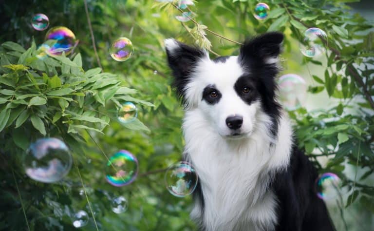 How to NOT teach a puppy bad habits