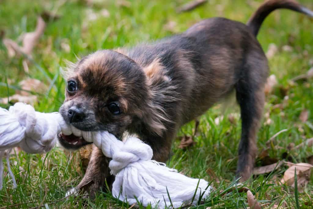 Chihuahua 2125691 19201