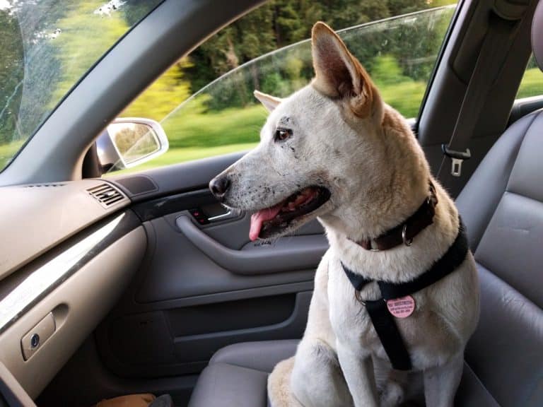 BEWARE: your dog’s behavior might change when you move to a new home