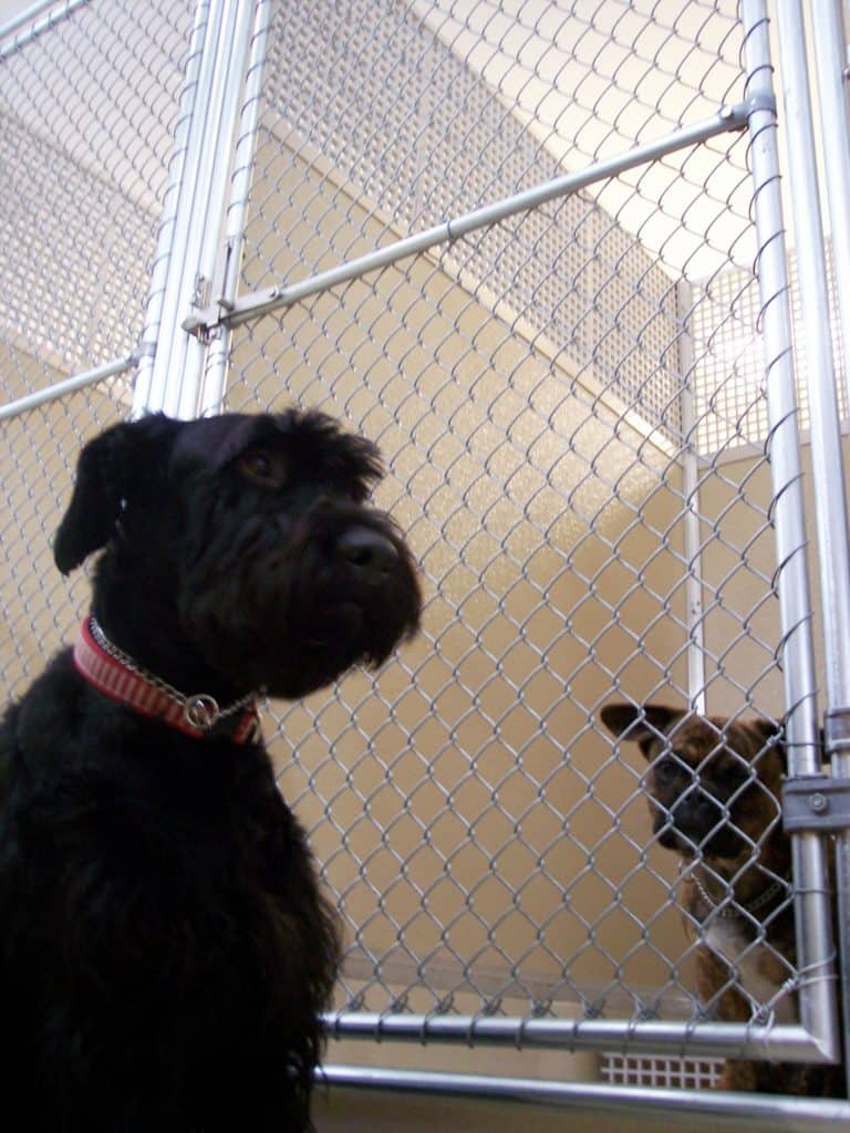 Why Your Kennel Needs an Air Purifier – 3 Great Choices