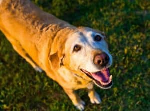 Old Dog 1582205 1920