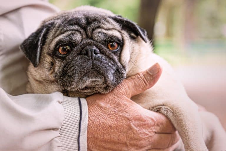 Hey, Mother Hubbard, give your dog some pain-free bones!
