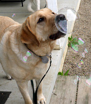 Bubble Day