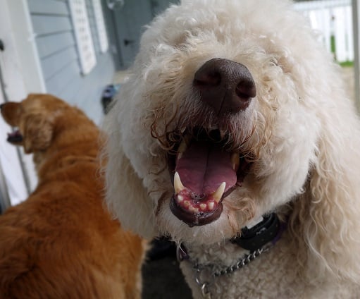 15 Facts Everyone Should Know About Dog Training