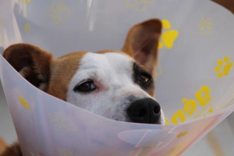 First Aid Kit for your Dog – Prepare Now!