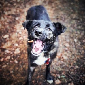 Dog 4059322 1920 1