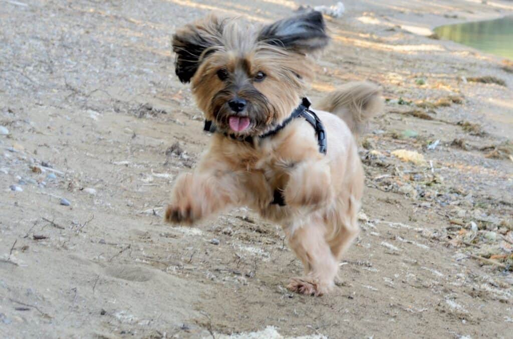 Dog 846860 1920
